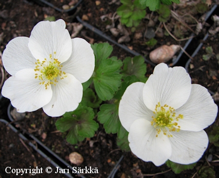 Anemone parviflora, alaskanvuokko